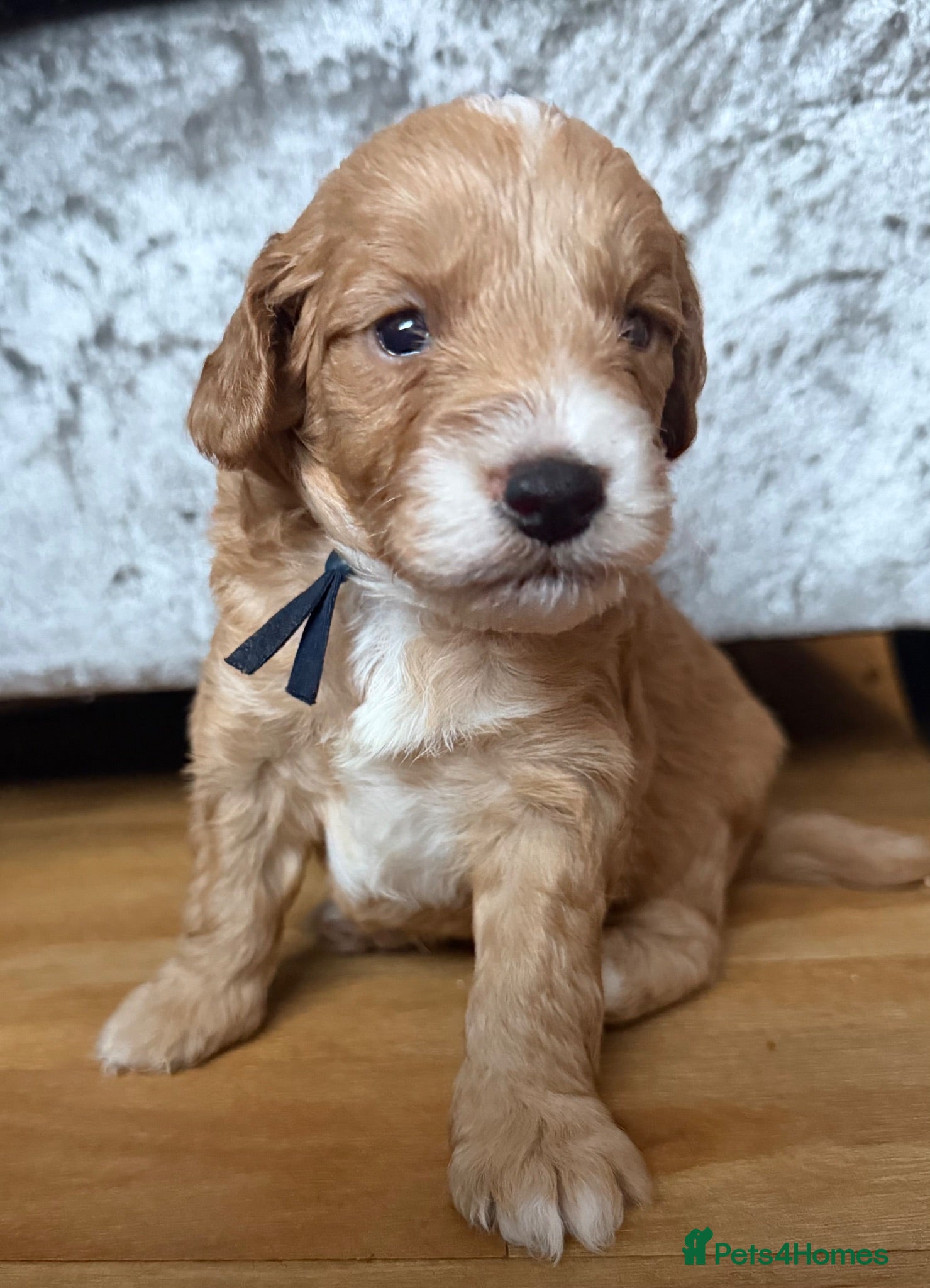 Cockapoo dogs cockapoo puppies! - Advert 11