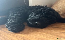 Labradoodle dogs for sale: Labradoodle - Black Male 9wks  - Image 3