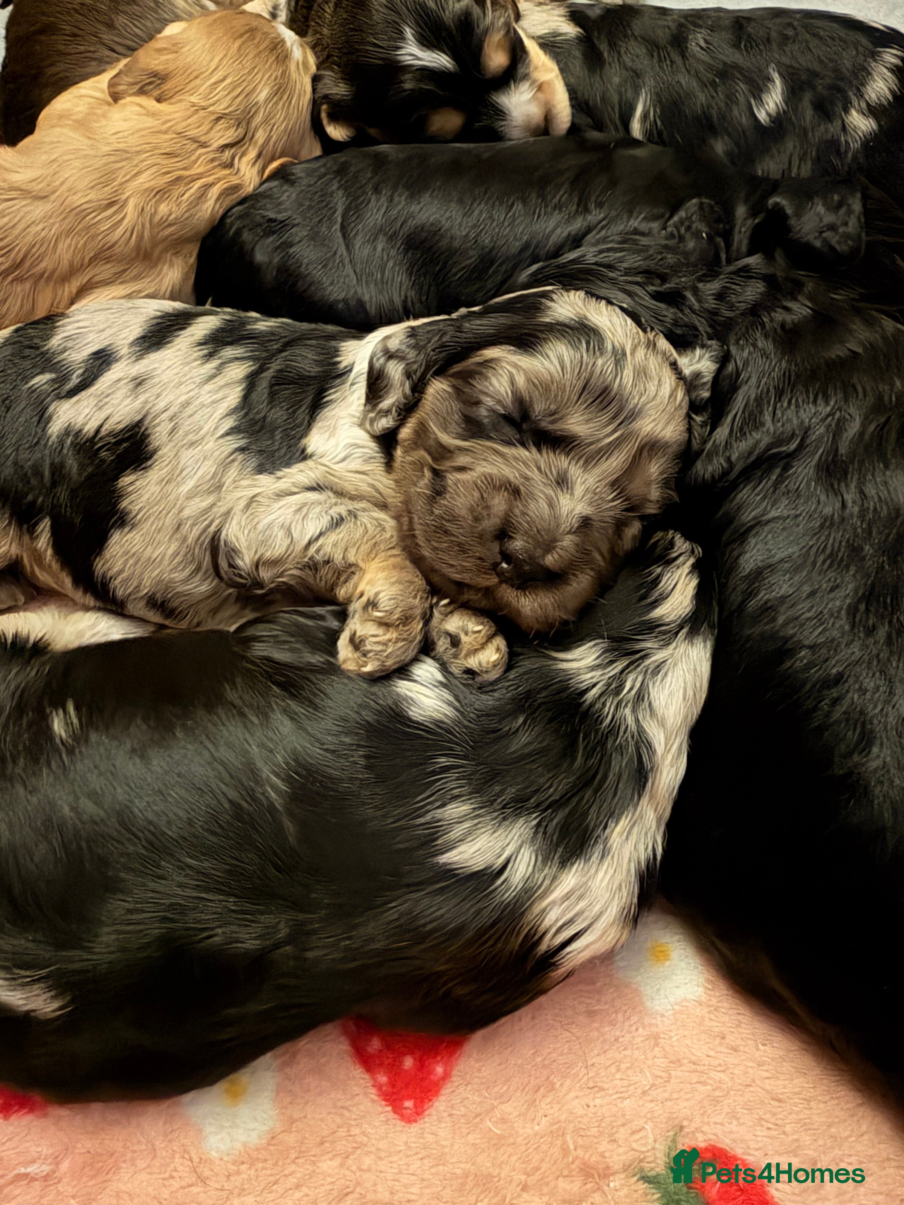 Cockapoo dogs F1 Cockapoo Puppies - Advert 3