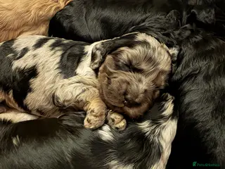 Cockapoo dogs F1 Cockapoo Puppies - Advert 3