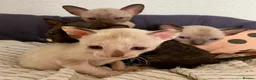 Cornish Rex cats for sale: 4 beautiful Cornish Rex girls  - Advert 4