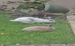 Dutch rabbits for sale: Dutch  - Image 4