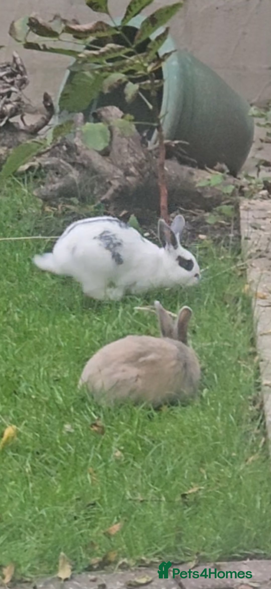 Dutch rabbits for sale: Dutch  - Image 4