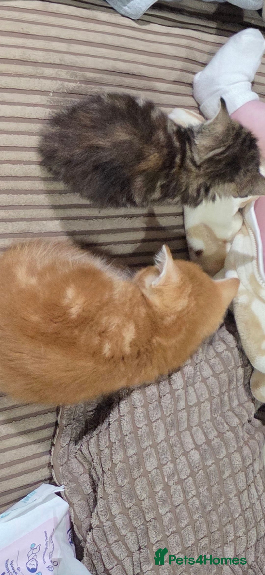 Mixed Breed cats for sale: Kittens  - Advert 4