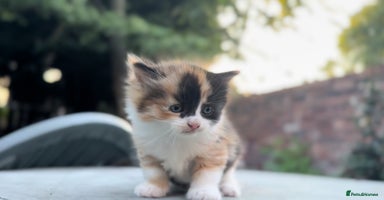 Mixed Breed cats - Advert 7