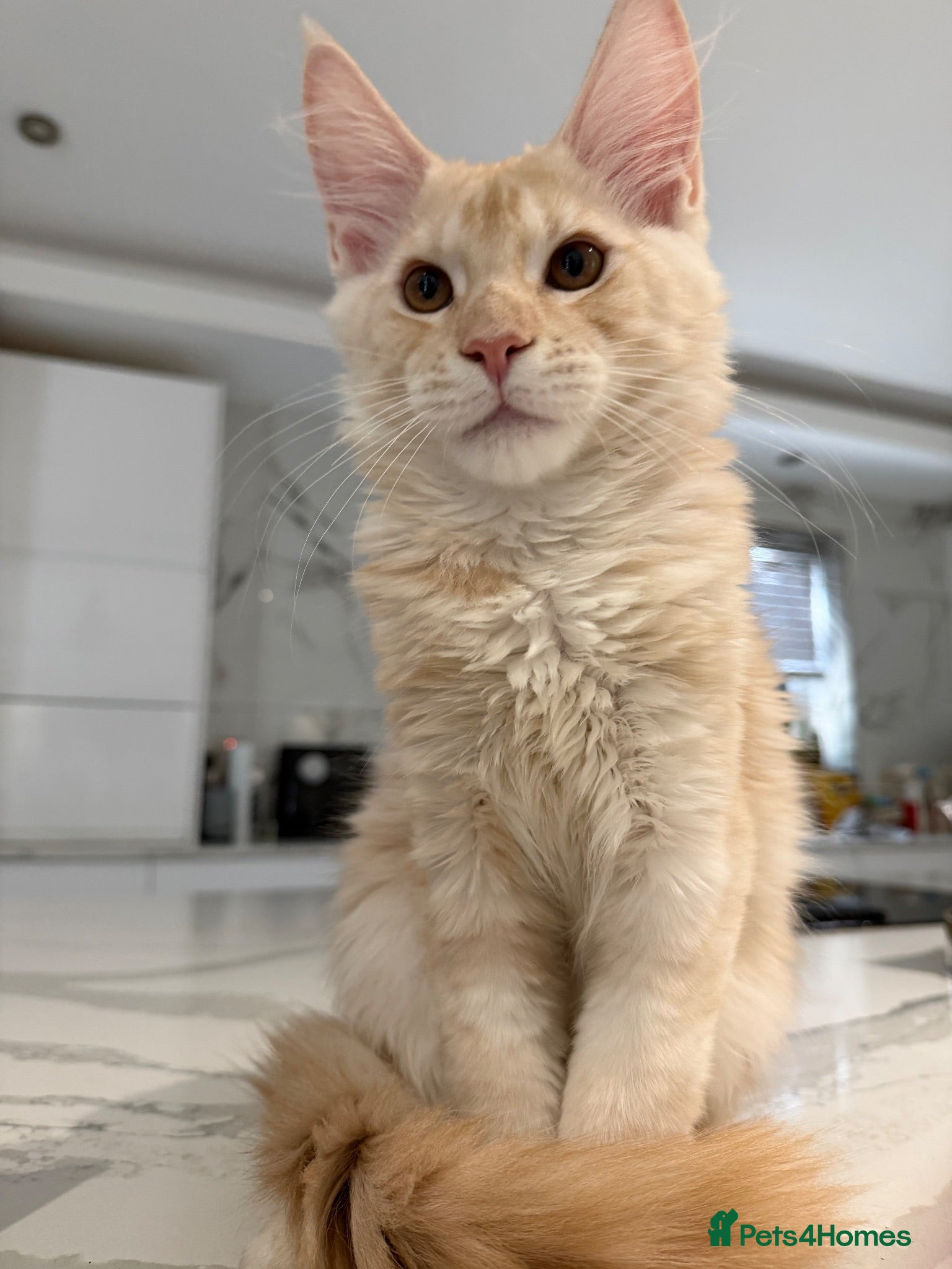 Maine Coon cats ❤️❤️LAST BOY LEFT❤️❤️ MAINE COON KITTEN - Advert 14
