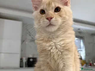 Maine Coon cats ❤️❤️LAST BOY LEFT❤️❤️ MAINE COON KITTEN - Advert 12