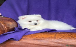 Japanese Spitz dogs for sale: Lovely Male Japanese spitz puppy - Image 12