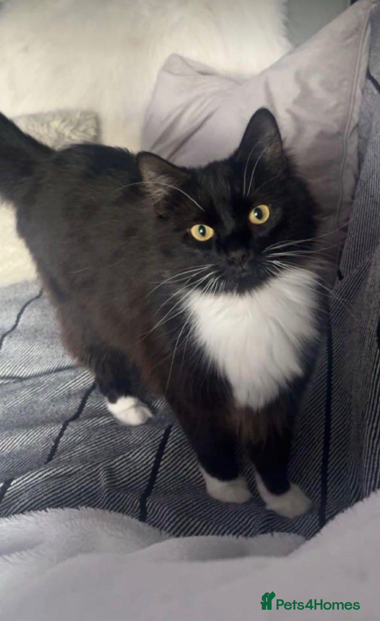 Mixed Breed cats Beautiful black and white cat Prin for rehoming - Advert 3
