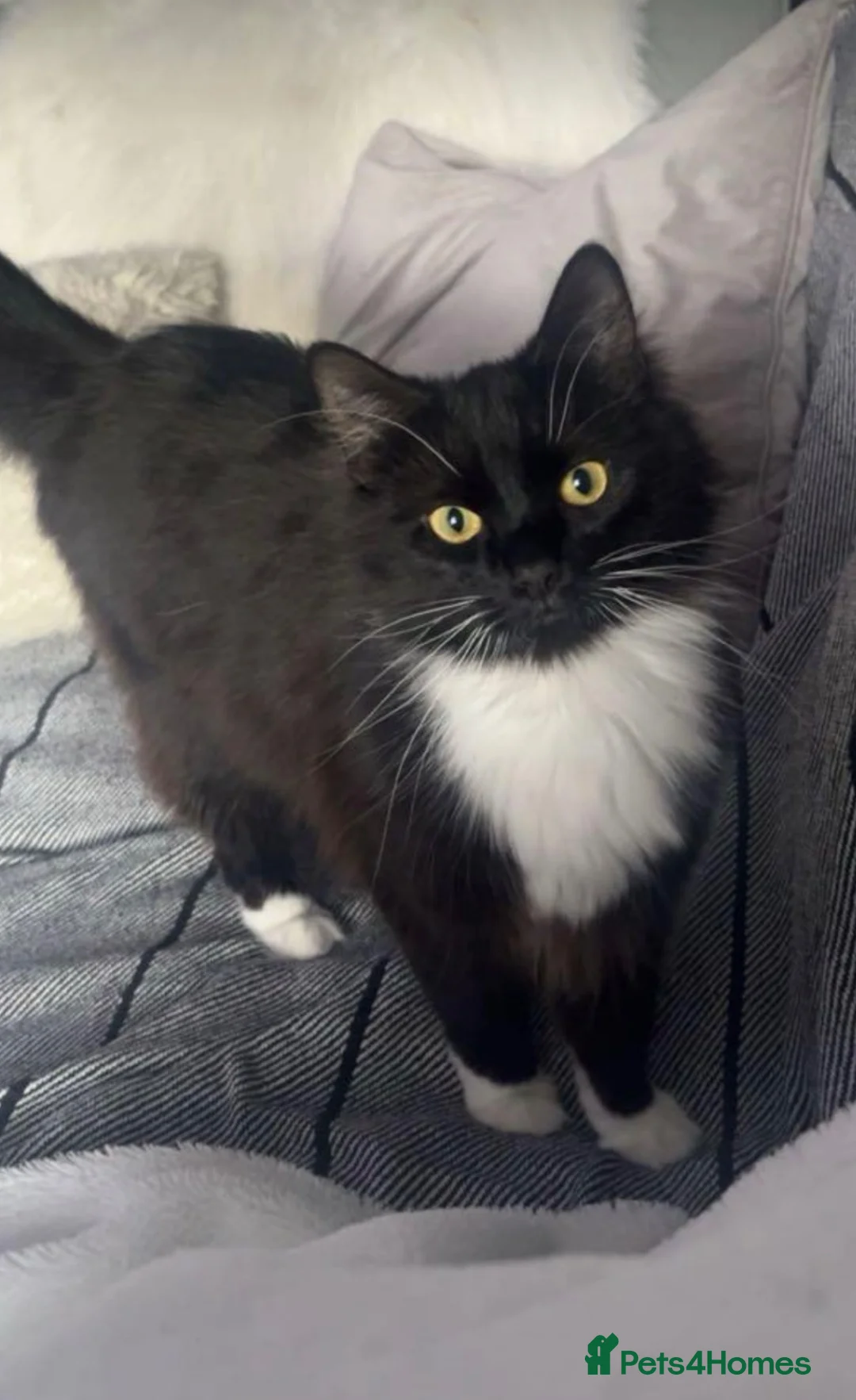 Mixed Breed cats for sale: Beautiful black and white cat Prin for rehoming in Bury Saint Edmunds - Advert 1