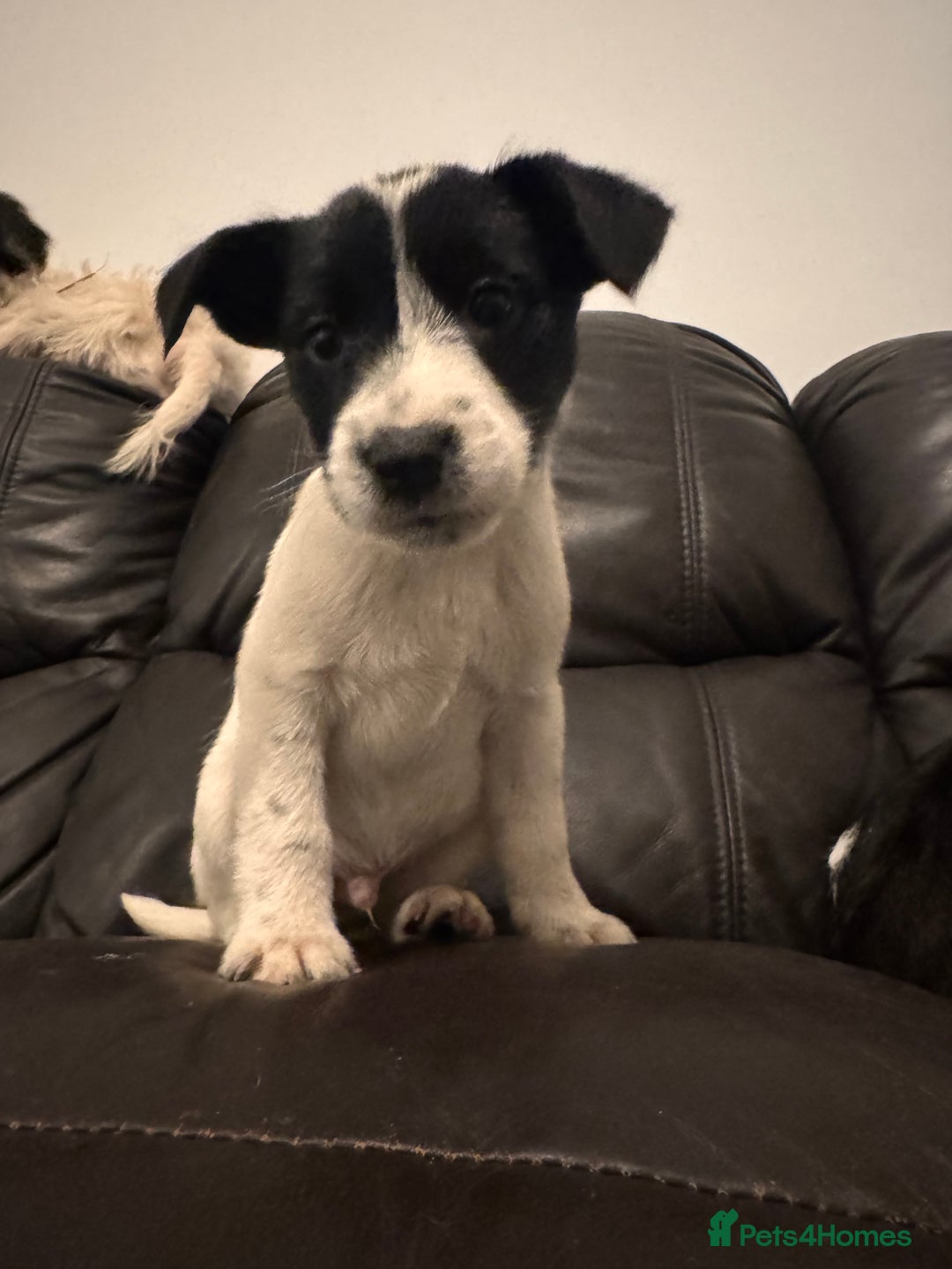 Mixed Breed dogs for sale: READY TO GO Collie x jack Russell  - Advert 10