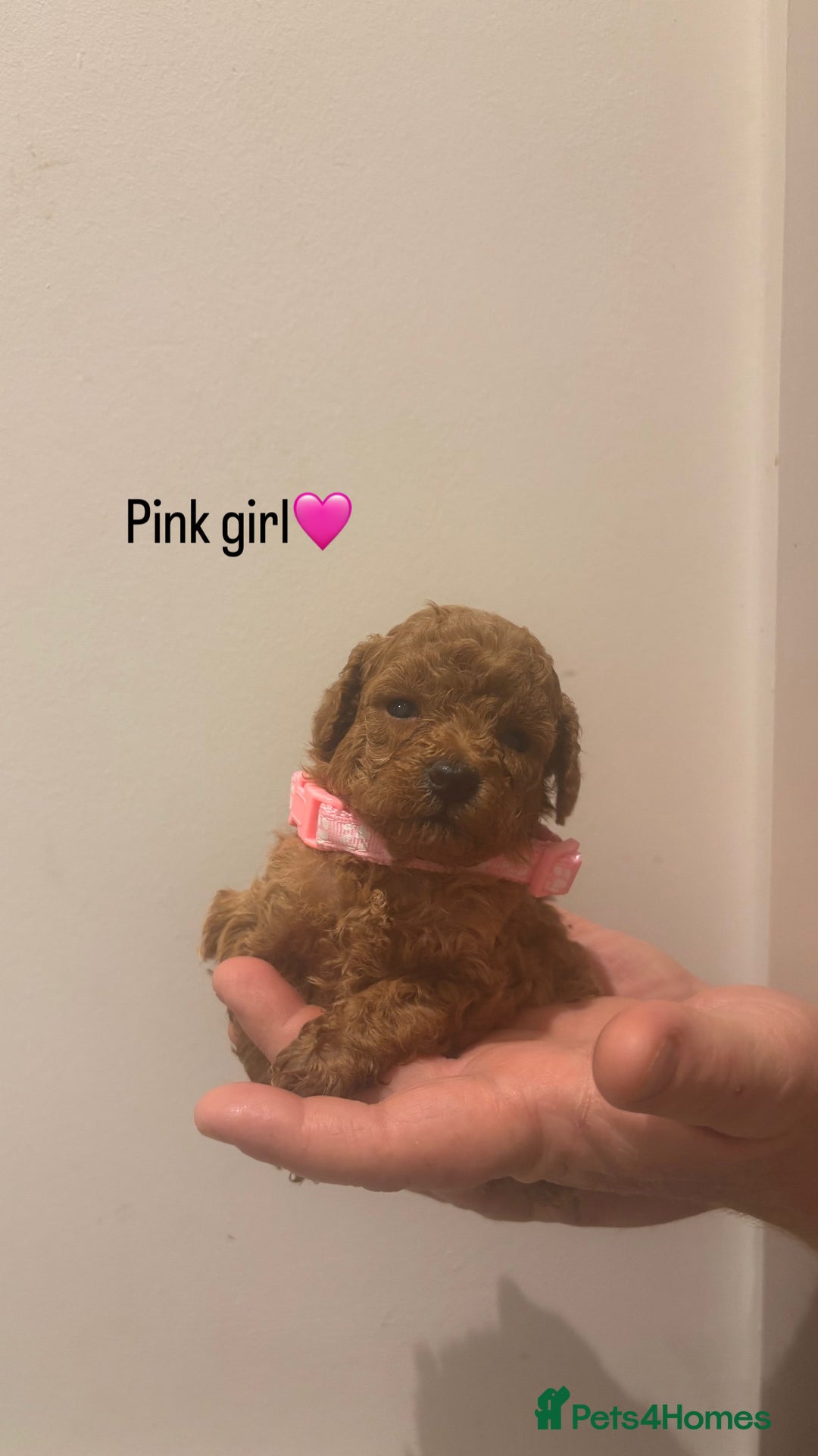 Toy Poodle dogs for sale: Deep Red Toy Poodle Puppies ❤️ - Image 3