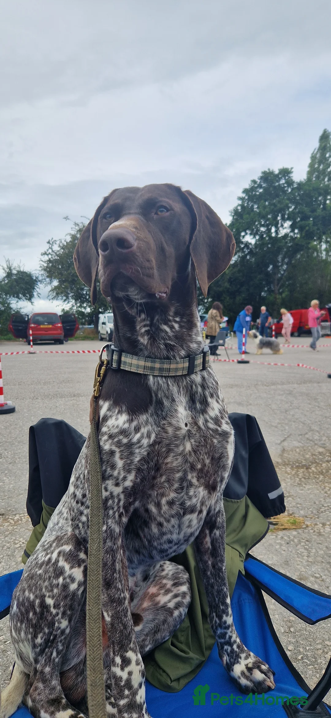 German Shorthaired Pointer dogs for stud: Stunning Proven German shorthaired pointer  in Shrewsbury - Advert 5