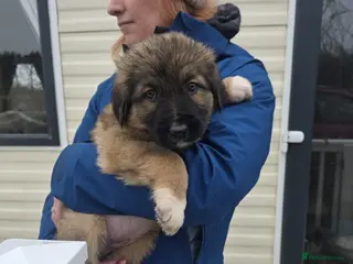 Mixed Breed dogs Highland Shepherd Puppies!!! - Advert 2