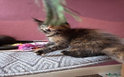 Maine Coon cats for sale: Tica Reg Mainecoon kittens READY NOW in Deal - Image 16