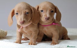Miniature Dachshund dogs for sale: 🌟5StarsLicense+Holistic+KC+VetCheck+PRAClear - Image 6