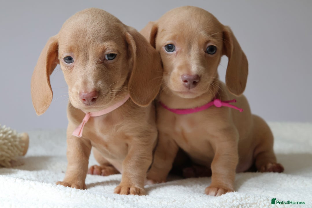 Miniature Dachshund dogs for sale: 🌟5StarsLicense+Holistic+KC+VetCheck+PRAClear - Image 6