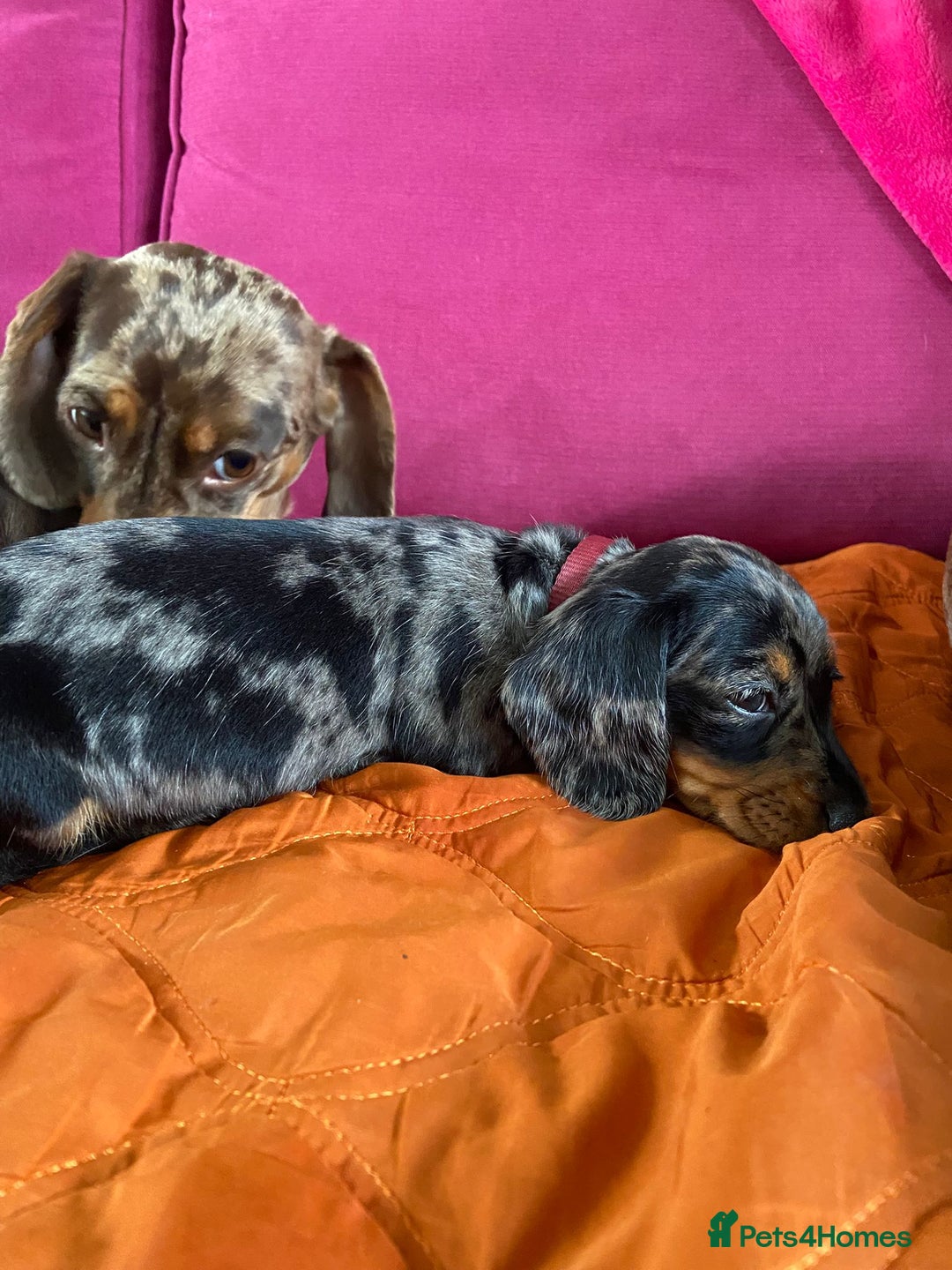 Miniature Dachshund dogs for sale: KC Miniature Dachshund Pups  - Image 31