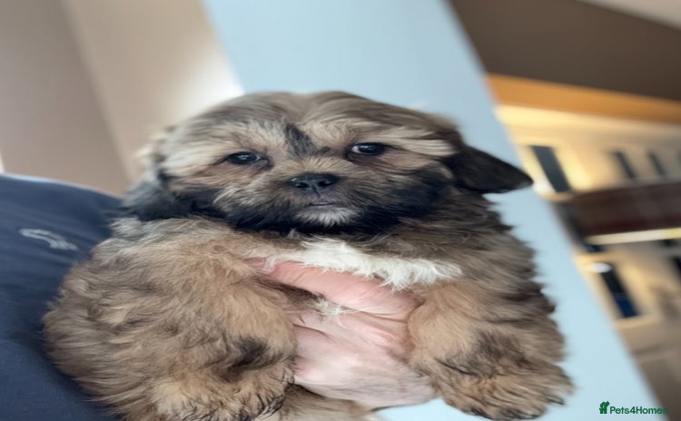 Shihpoo dogs - Advert 2