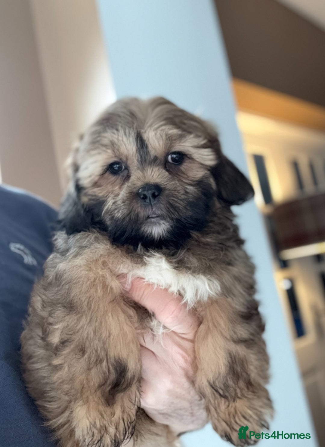 Shihpoo dogs for sale: 🩷 Beautiful Shihpoo Puppies available 💙 - Image 5