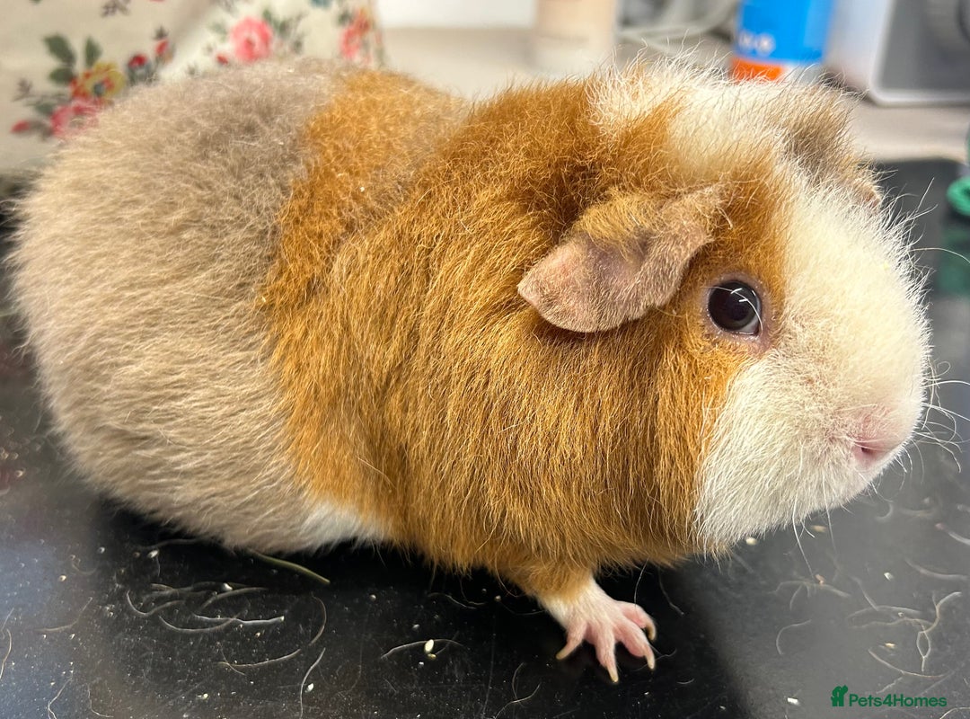 Guinea Pig rodents for sale: Teddy Sows Available  - Image 5