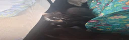 Mixed Breed cats for sale: Fluffy black and white female - Advert 4
