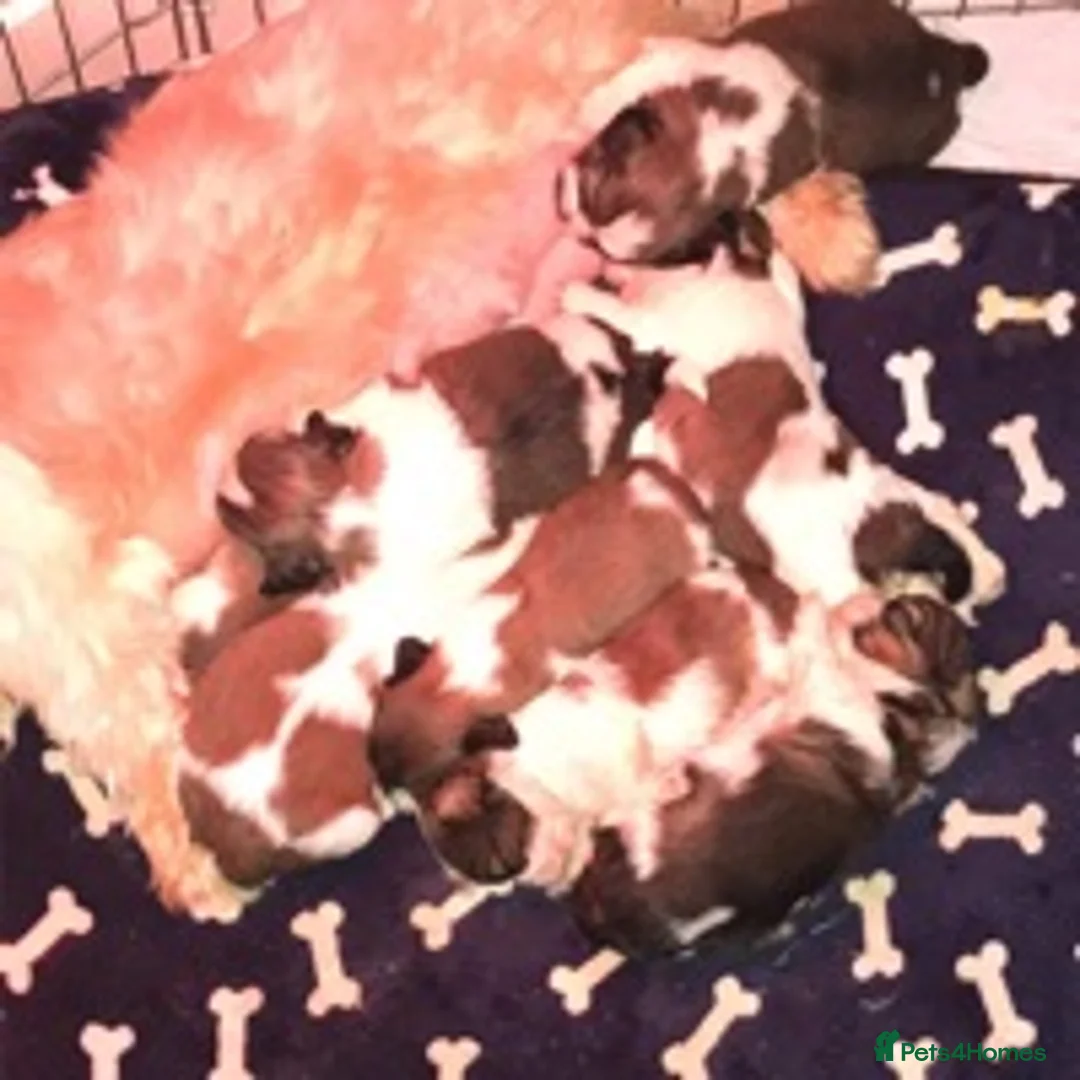 Shih Tzu dogs for stud: KC Registered stud  in Cullompton - Advert 12