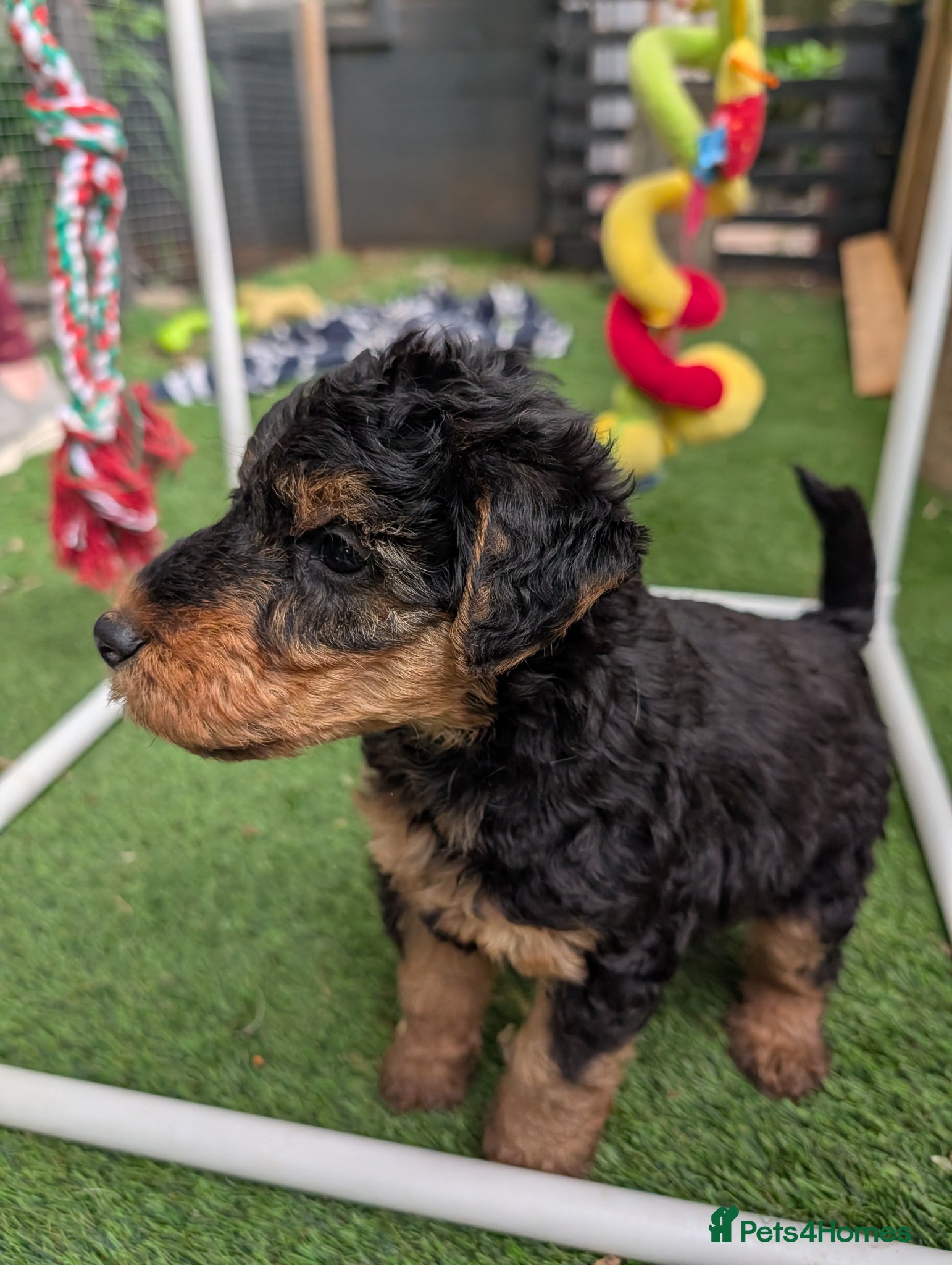 Welsh Terrier dogs for sale: Champion Lines KC Registered Welsh Terrier Puppies - Advert 7