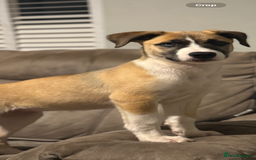 Mixed Breed dogs for sale: Staff x Husky Pup - Image 11