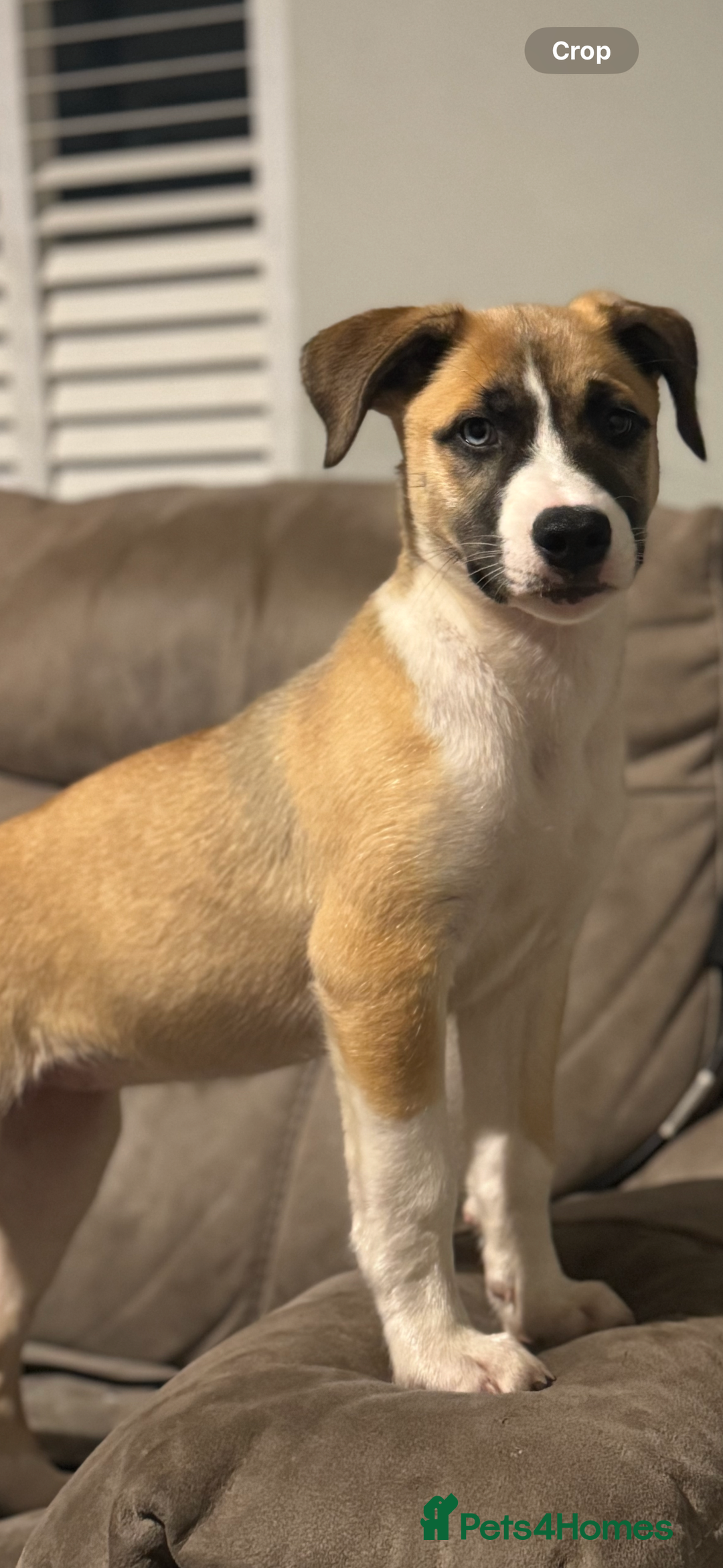 Mixed Breed dogs for sale: Staff x Husky Pup - Image 11