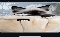 Ragdoll cats for sale: GCCF REGISTERED DNA TESTED PARENTS AND CLEAR  - Image 36