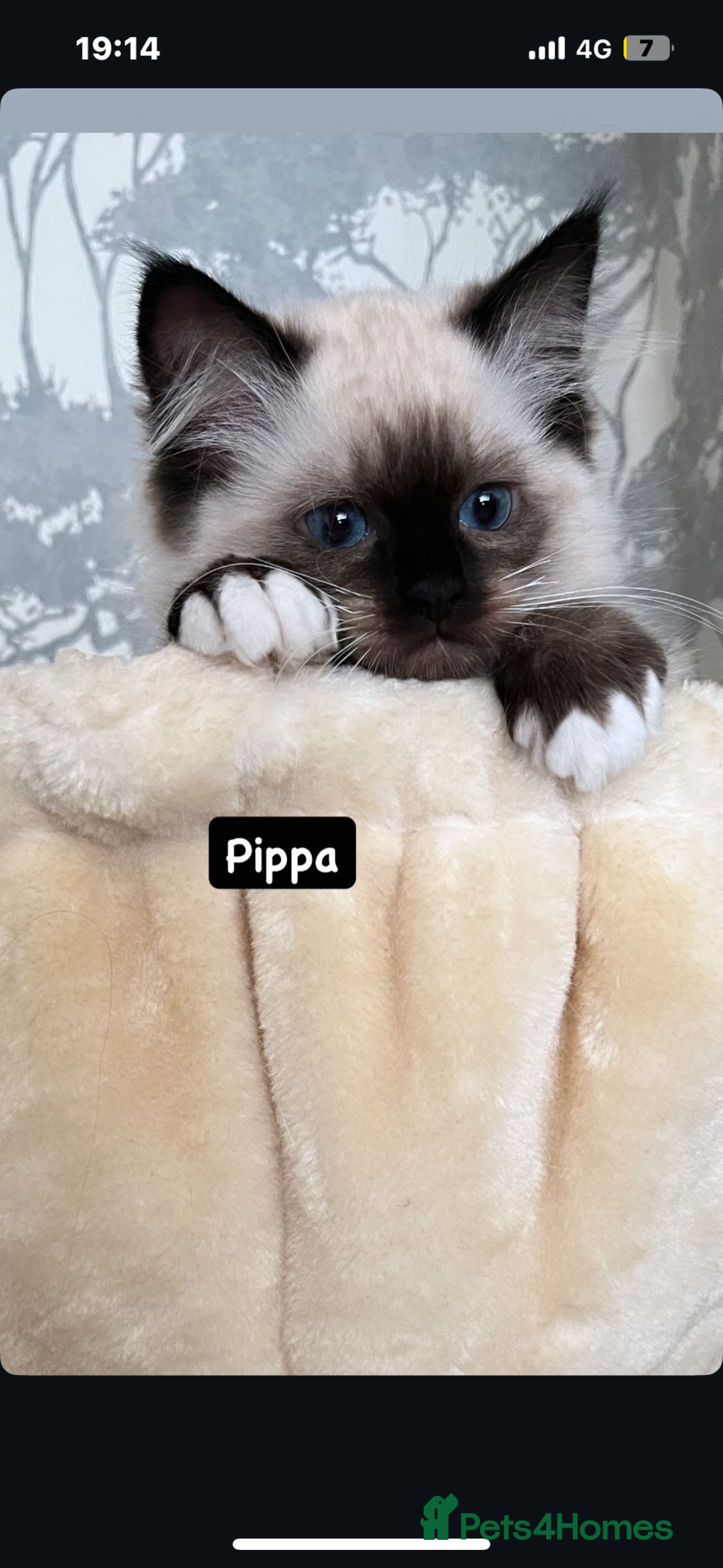 Ragdoll cats for sale: GCCF REGISTERED DNA TESTED PARENTS AND CLEAR  - Image 36