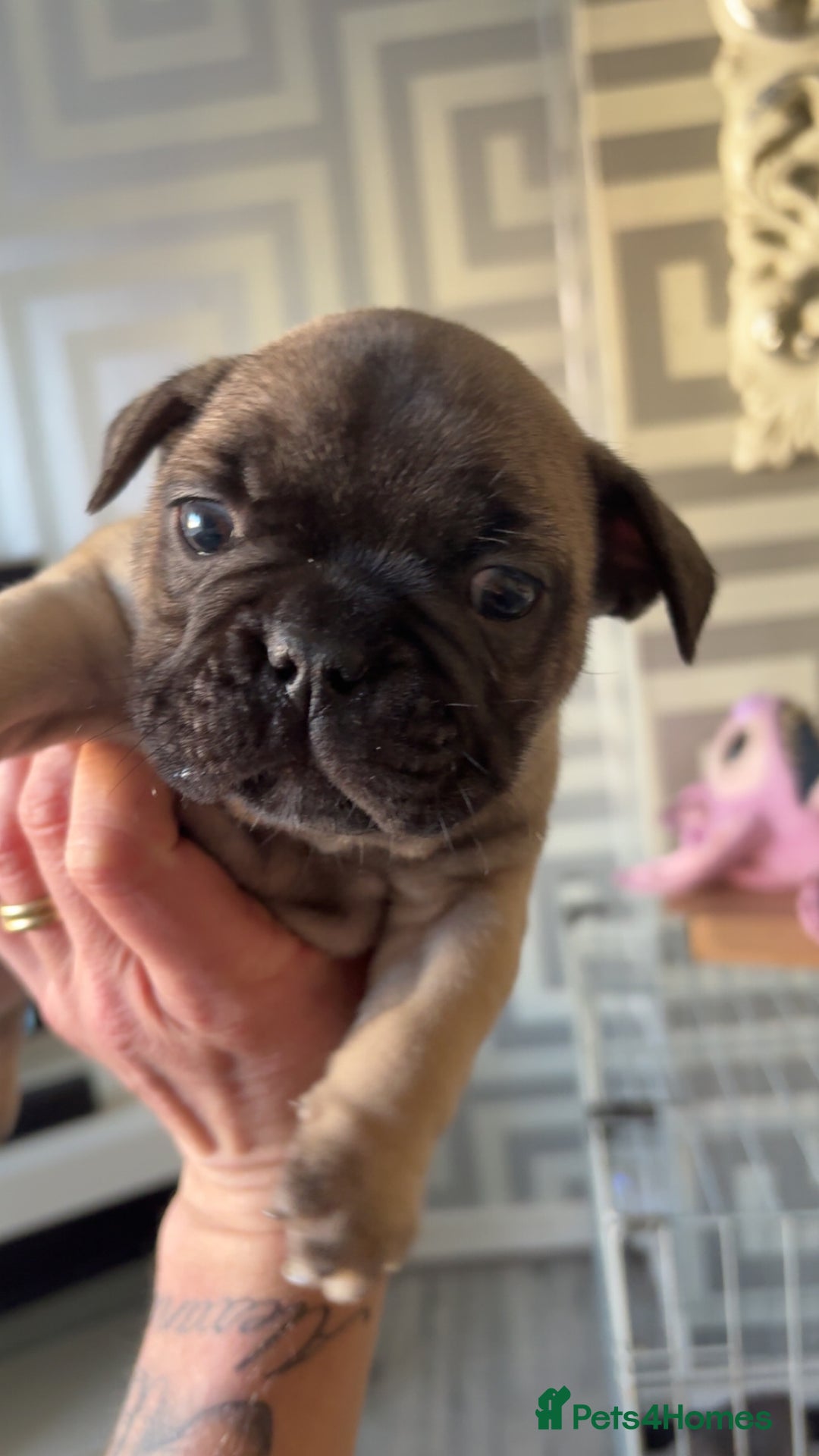 French Bulldog dogs for sale: Frenchies  - Advert 9