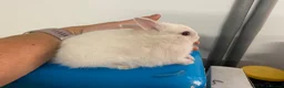Netherland Dwarf rabbits for sale: Beautiful Netherland Dwarf babies  - Advert 7