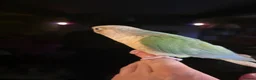 Conures birds for sale:  Hand readed Mooncheek Conure with Full Setup  in Montacute - Advert 7