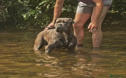 Cane Corso dogs for sale: Cane corso puppies  - Image 8