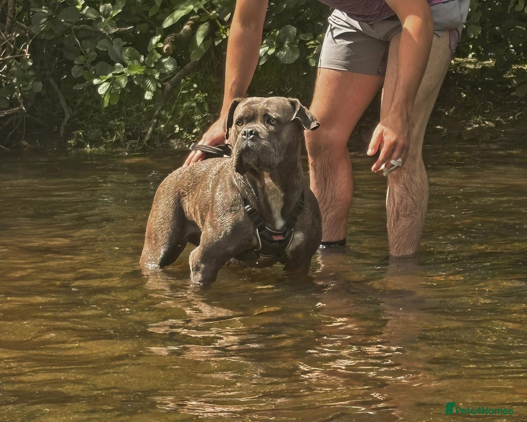 Cane Corso dogs for sale: Cane corso puppies  - Image 8