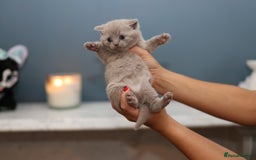 British Shorthair cats for sale: 🐾 Pedigree Lilac BSH Boy & Girl – Ready Soon! - Image 3