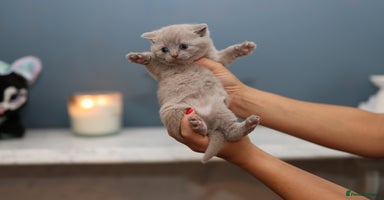 British Shorthair cats - Advert 4