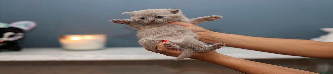 British Shorthair Kitten 1