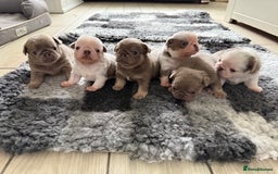 Pug dogs for sale: Stunning litter lilac tans and lilac tan pandas - Image 9