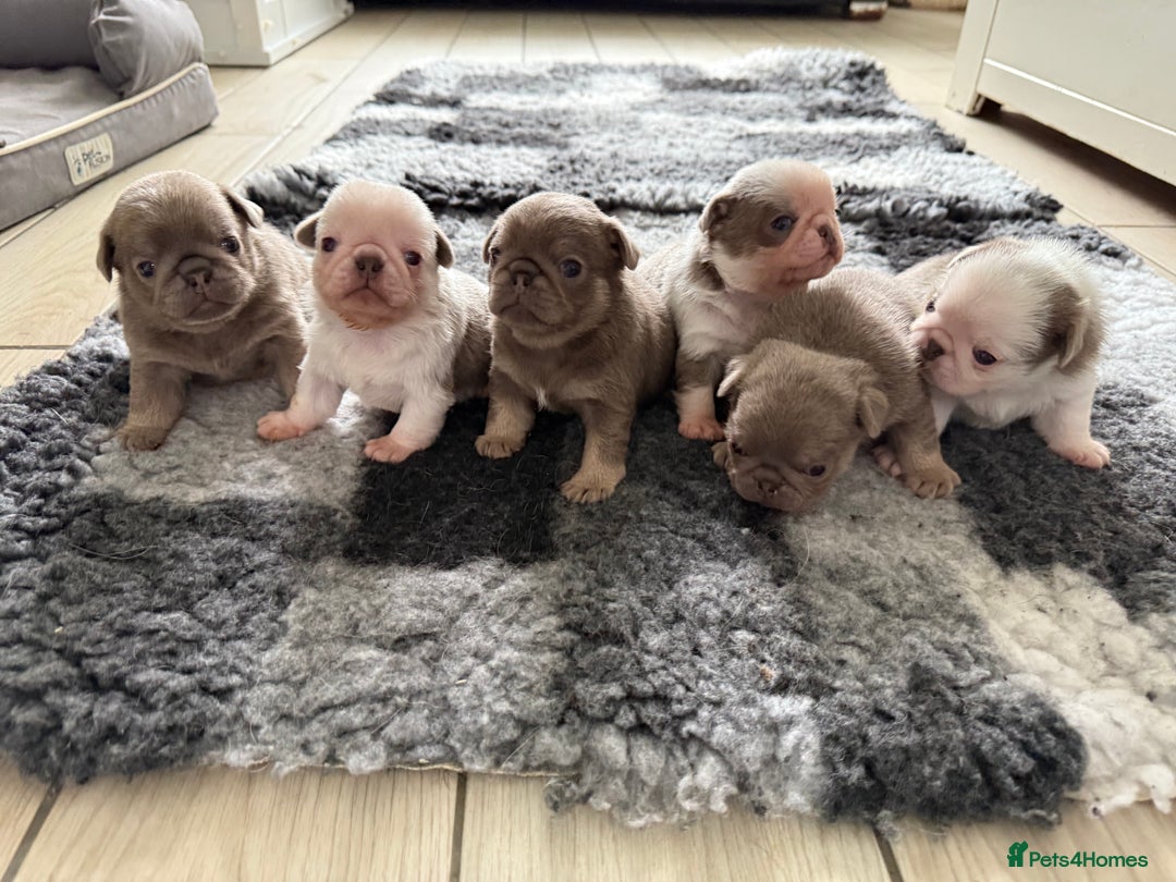 Pug dogs for sale: Stunning litter lilac tans and lilac tan pandas - Image 9