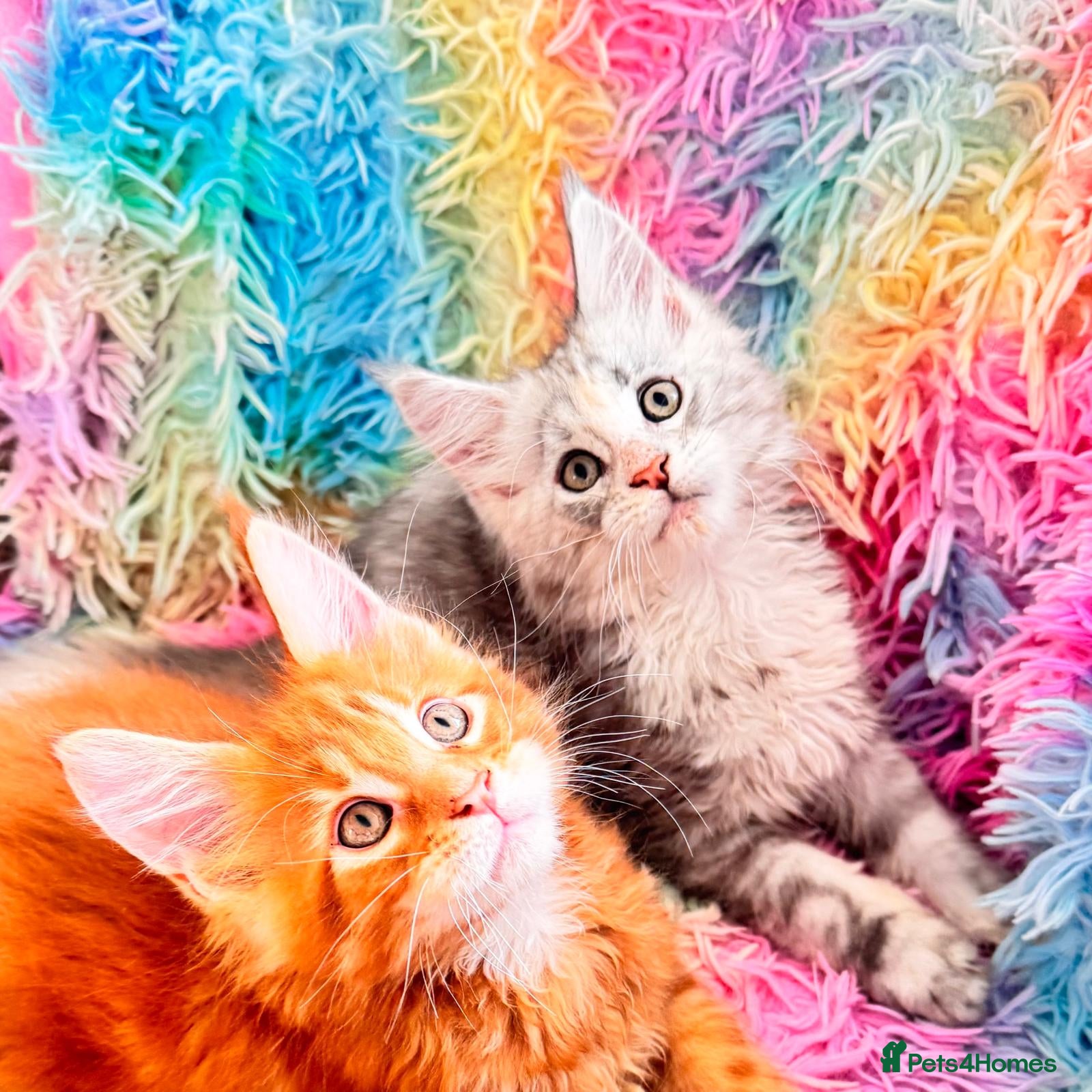 Maine Coon cats Pure breed XXL Maine Coon kittens  - Advert 14