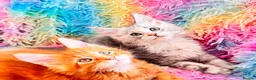 Maine Coon cats for sale: Pure breed XXL Maine Coon kittens  - Advert 17