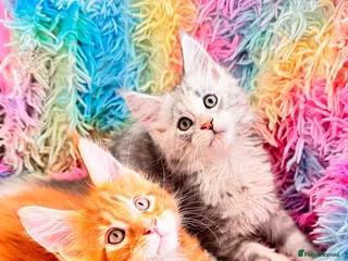Maine Coon cats Pure breed XXL Maine Coon kittens - Advert 6