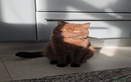 British Shorthair cats for stud: GCCF/TICA/WCF Registered Chocolate Stud PT* import in London - Image 4
