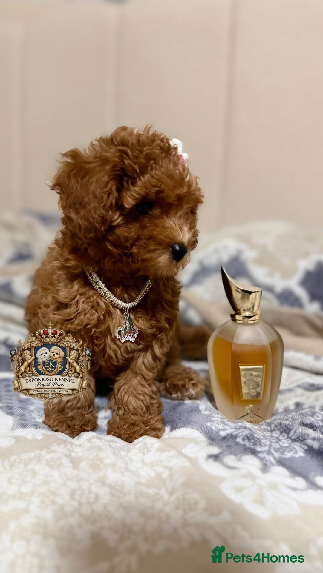 Toy Poodle dogs for sale: 1 Last girl 🏡5⭐ Licensed ESPONJOSO Toy Poodle👑 - Advert 1