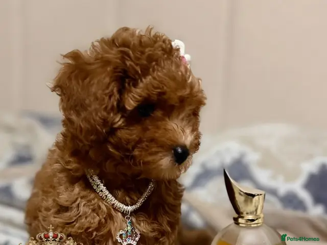 Toy Poodle dogs for sale: 1 Last girl 🏡5⭐ Licensed ESPONJOSO Toy Poodle👑 - Advert 15
