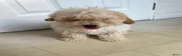 Miniature Poodle dogs for sale: Two beautiful miniature poodles  - Advert 9