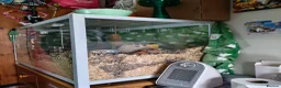 Hamster rodents for sale: Syrian Hamster + Bucastate Cage (Read Description) in Steyning - Advert 5